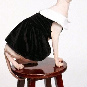 Dog / cat / pet dress Wednesday Addams inspired 🖤